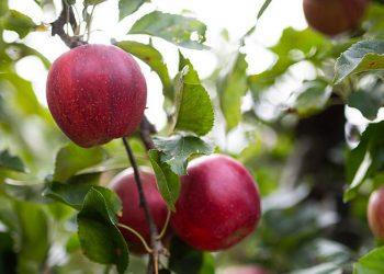 Manzanas del Consorcio VOG. Fuente: VOG