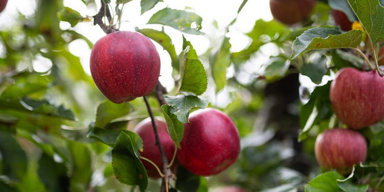 Manzanas del Consorcio VOG. Fuente: VOG