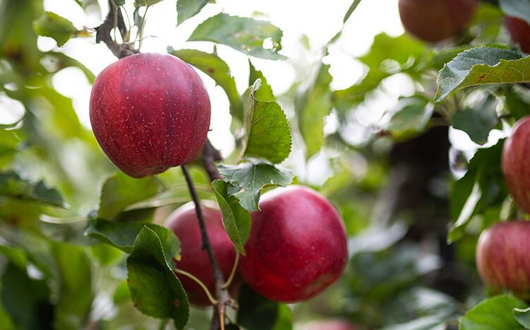 Manzanas del Consorcio VOG. Fuente: VOG