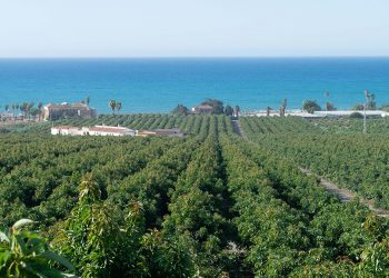 Montosa refuerza su red internacional de agricultores. Fuente: Montosa.