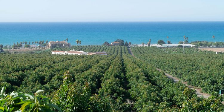 Montosa refuerza su red internacional de agricultores. Fuente: Montosa.