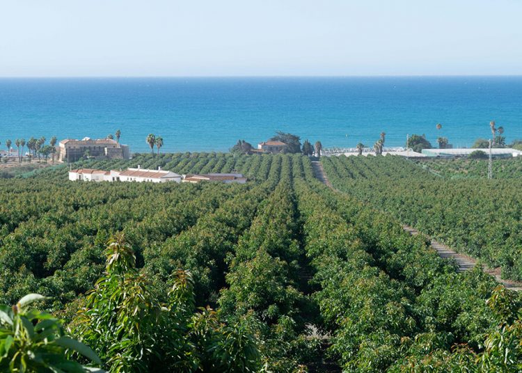 Montosa refuerza su red internacional de agricultores. Fuente: Montosa.