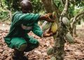 Nestlé desarrolla una técnica patentada para aprovechar hasta un 30% más del fruto del cacao. Fuente: Nestlé
