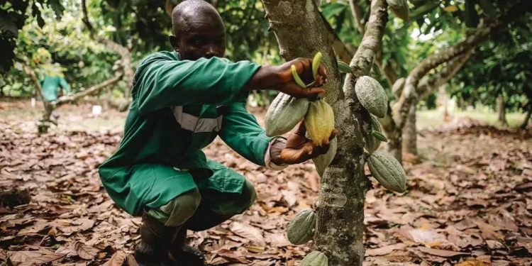 Nestlé desarrolla una técnica patentada para aprovechar hasta un 30% más del fruto del cacao. Fuente: Nestlé
