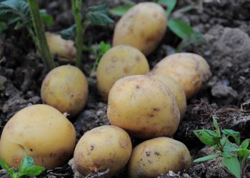 Productos Monti refuerza su estrategia en sostenibilidad alimentaria con una producción 100% ecológica. Fuente: Productos Monti.