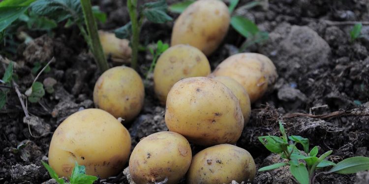 Productos Monti refuerza su estrategia en sostenibilidad alimentaria con una producción 100% ecológica. Fuente: Productos Monti.