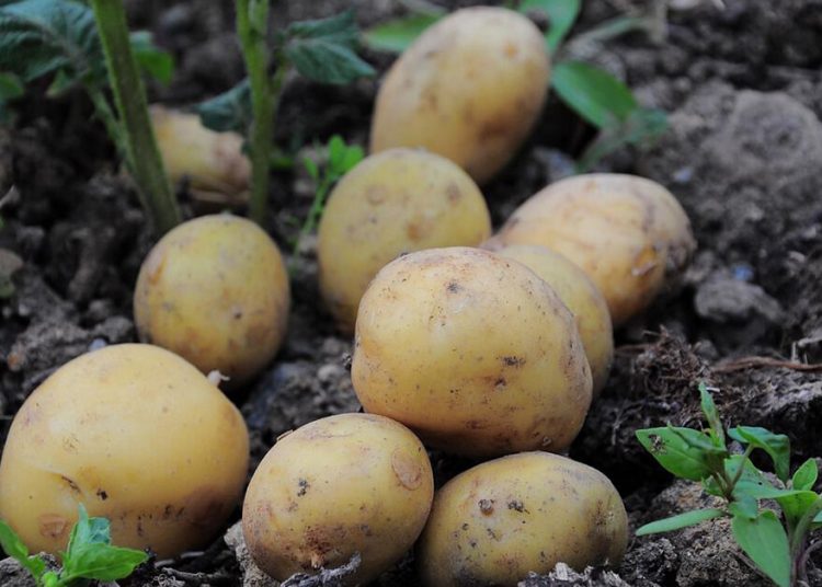 Productos Monti refuerza su estrategia en sostenibilidad alimentaria con una producción 100% ecológica. Fuente: Productos Monti.