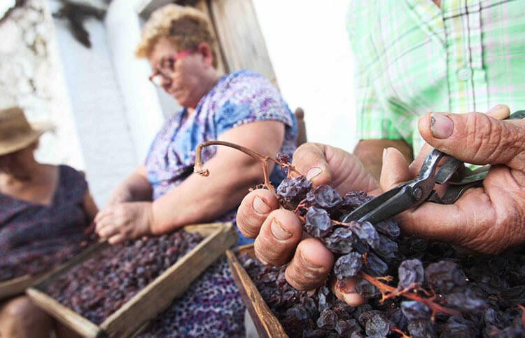 Uva pasa de la Axarquía. Fuente: SIPAM