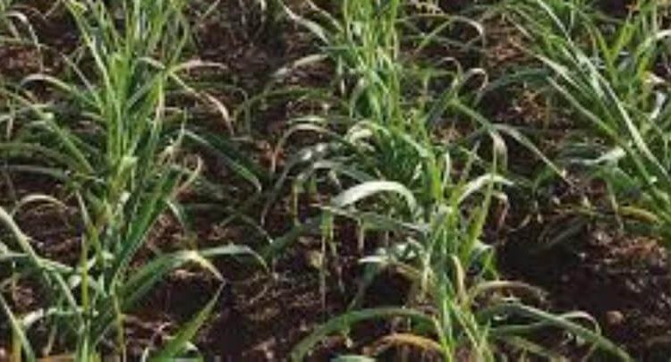 Finaliza la campaña de ajo con un descenso en la producción del 15%. Fuente: Fepex.