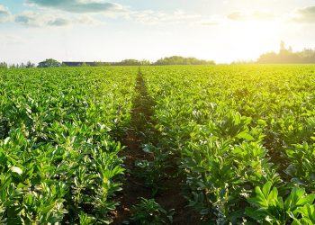 Campo de habas. Fuente: Beneo/Shutterstock
