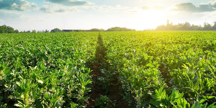 Campo de habas. Fuente: Beneo/Shutterstock
