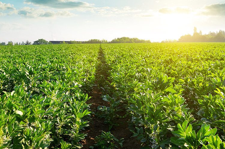 Campo de habas. Fuente: Beneo/Shutterstock