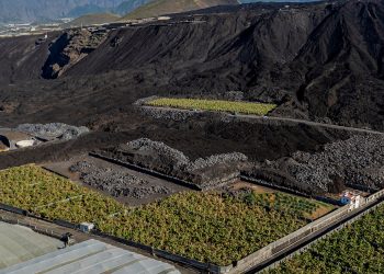 Europlátano busca reforzar su expansión internacional tras lograr el doble de capacidad de maduración. Fuente: Europlátano.