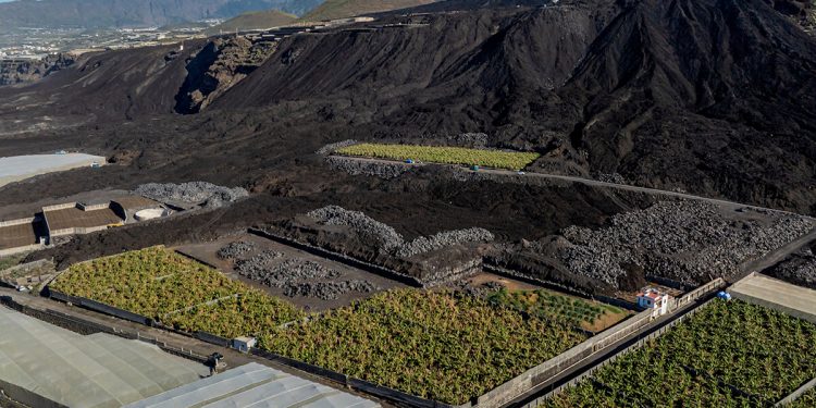 Europlátano busca reforzar su expansión internacional tras lograr el doble de capacidad de maduración. Fuente: Europlátano.