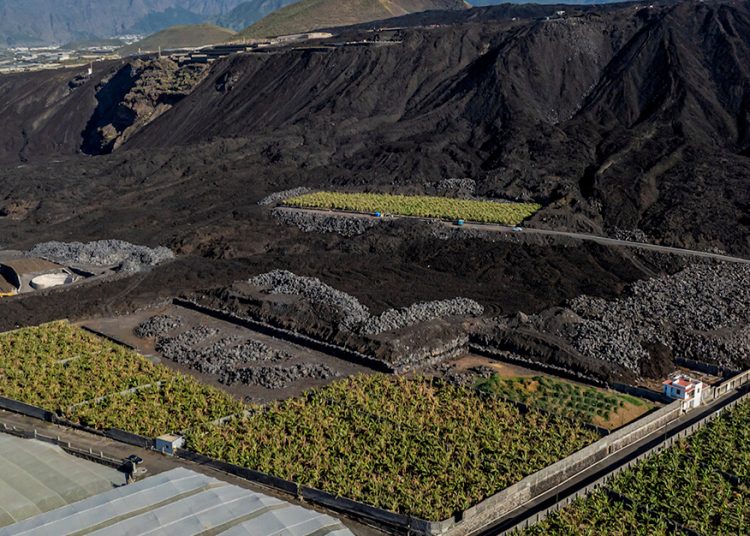 Europlátano busca reforzar su expansión internacional tras lograr el doble de capacidad de maduración. Fuente: Europlátano.