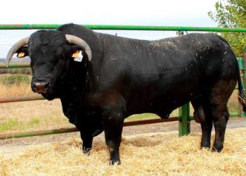 Todo listo para la celebración de la 49 Feria de la Raza Avileña – Negra Ibérica en Ávila. Fuente: Asociación Raza Avileña.