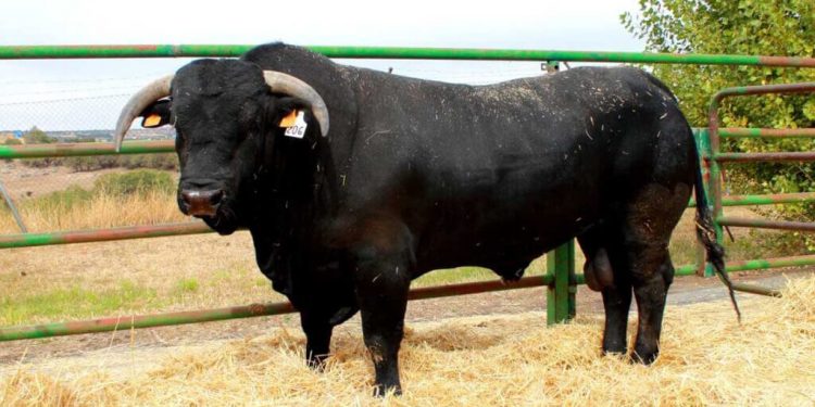 Todo listo para la celebración de la 49 Feria de la Raza Avileña – Negra Ibérica en Ávila. Fuente: Asociación Raza Avileña.