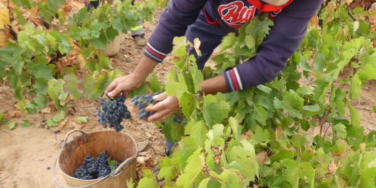 La DO Cariñena prevé una vendimia un 7,6% superior al 2024. Fuente: DO Cariñena.