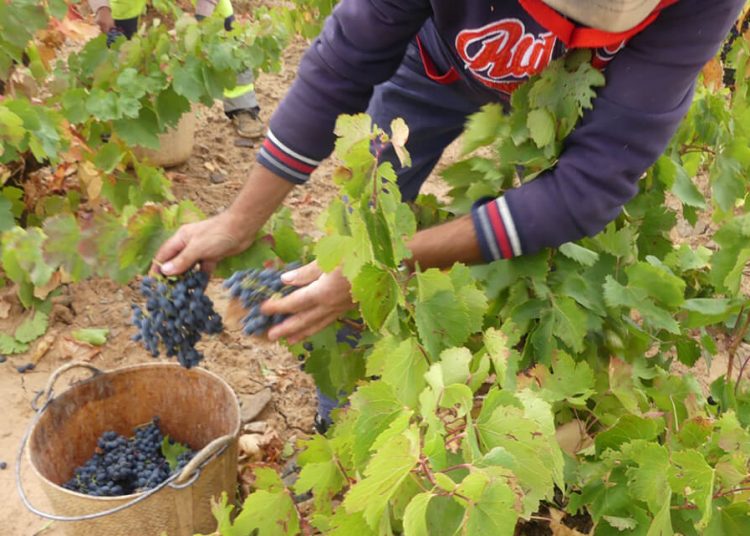 La DO Cariñena prevé una vendimia un 7,6% superior al 2024. Fuente: DO Cariñena.