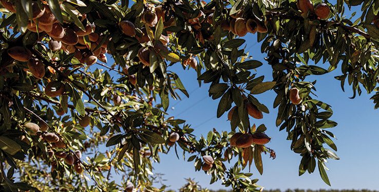 La almendra europea, un referente en sostenibilidad y calidad. Fuente: Campaña ‘Sustainable EU Almond’