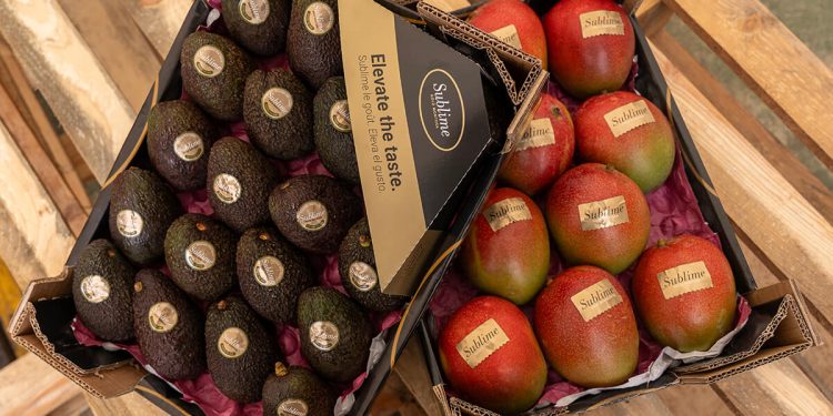 Montosa prevé volúmenes y calibres óptimos tanto para mango como para aguacate esta temporada. Fuente: Montosa.