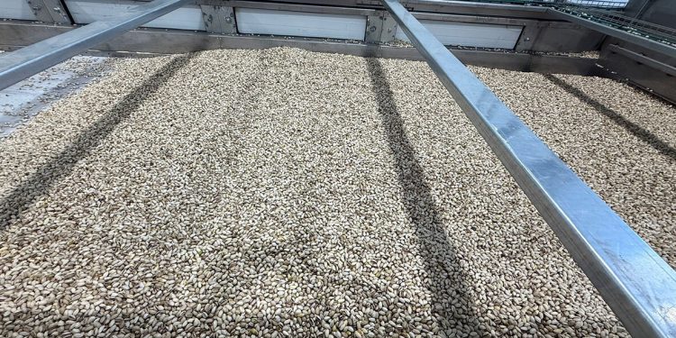El sector del pistacho en España ha crecido un 3000% en una década. Fuente: Agroptimum.