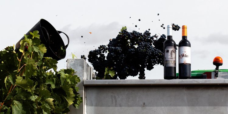 Bodegas Familiares Matarromera comienza la vendimia 2025 en Ribera del Duero. Fuente: Bodegas Familiares Matarromera.