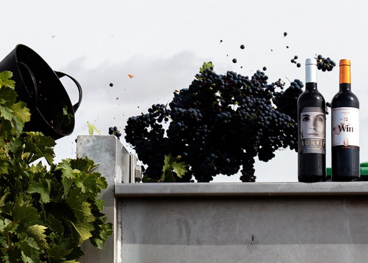 Bodegas Familiares Matarromera comienza la vendimia 2025 en Ribera del Duero. Fuente: Bodegas Familiares Matarromera.