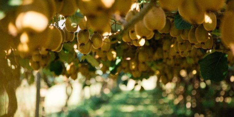 Buenas previsiones de crecimiento para la próxima campaña de Zespri del hemisferio norte. Fuente: Zespri.