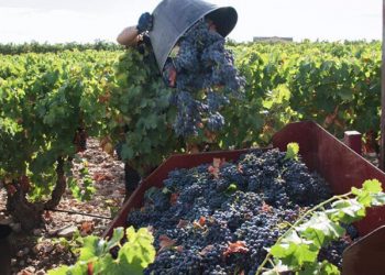 Cooperativas Agro-alimentarias vuelve a reducir las previsiones de producción de vino y mosto. Fuente: Cooperativas Agro-alimentarias.