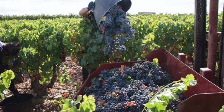 Cooperativas Agro-alimentarias vuelve a reducir las previsiones de producción de vino y mosto. Fuente: Cooperativas Agro-alimentarias.