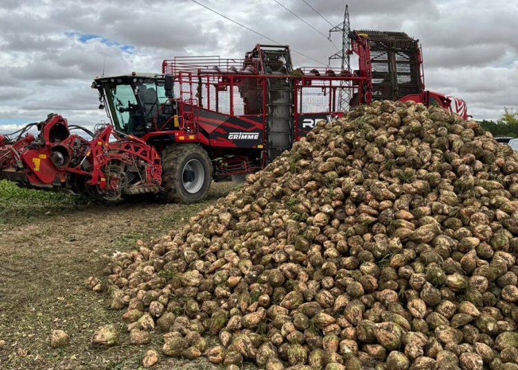 ACOR espera superar el millón de toneladas de remolacha en la campaña 2025-26. Fuente: ACOR.