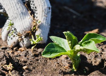 Beneo. Fuente: Nadia Nice