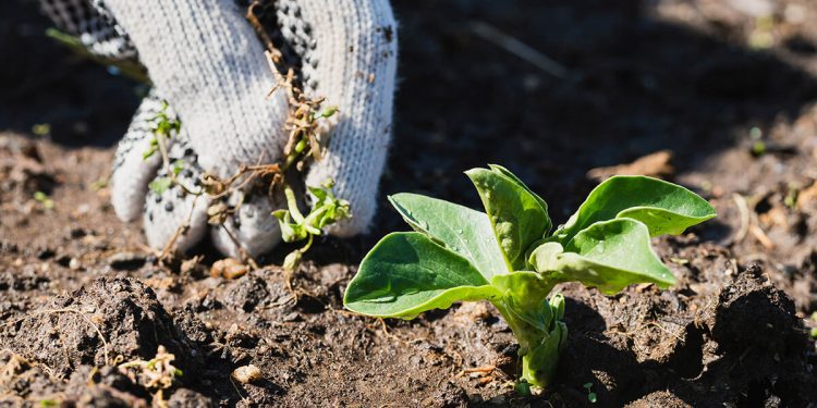 Beneo. Fuente: Nadia Nice