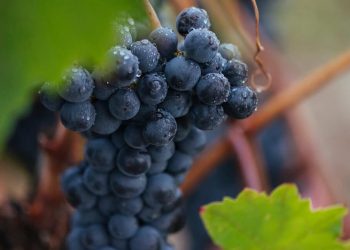 La DOCa Rioja prevé finalizar pronto su vendimia con una calidad excepcional. Fuente: DOCa Rioja.