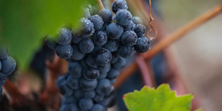 La DOCa Rioja prevé finalizar pronto su vendimia con una calidad excepcional. Fuente: DOCa Rioja.