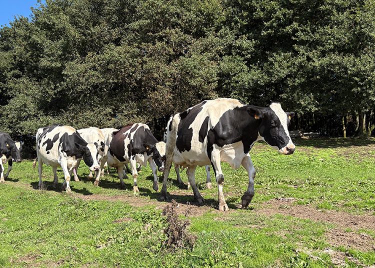Lactalis España se acerca a lograr que el 100% de la leche recogida esté certificada en Bienestar Animal Welfair. Fuente: Lactalis España.