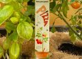 Lapices plantables de SproutWorld. Fuente: SproutWorld.