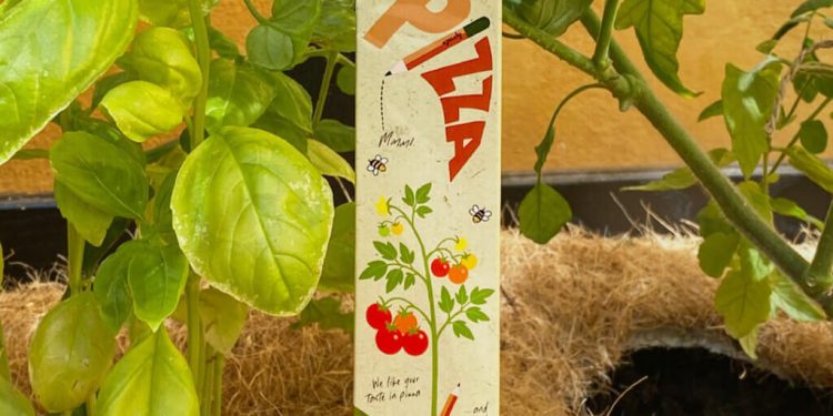 Lapices plantables de SproutWorld. Fuente: SproutWorld.