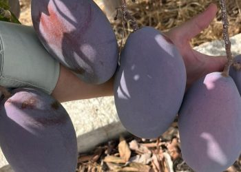 Carrefour prevé comprar 1,2 millones de kilogramos de mango de origen nacional. Fuente: Carrefour.