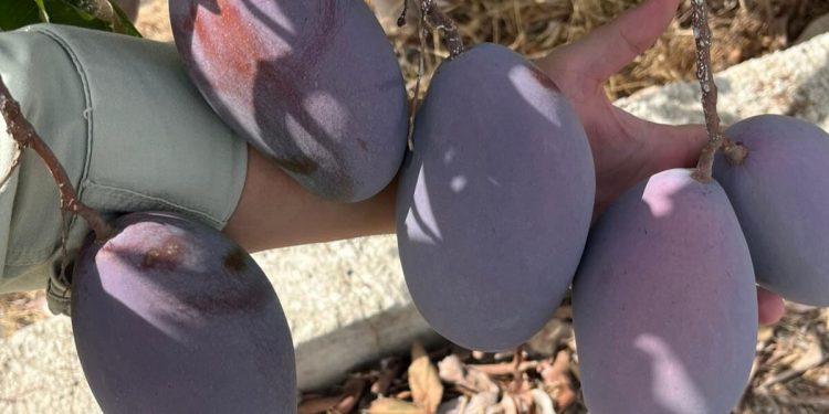 Carrefour prevé comprar 1,2 millones de kilogramos de mango de origen nacional. Fuente: Carrefour.