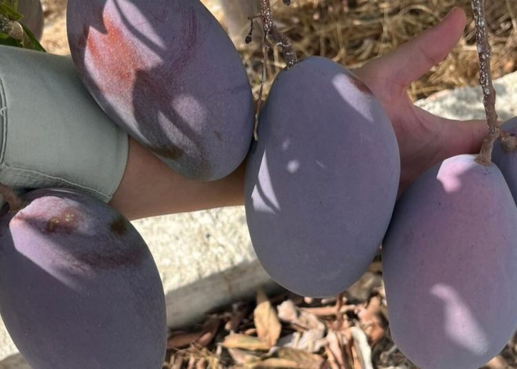 Carrefour prevé comprar 1,2 millones de kilogramos de mango de origen nacional. Fuente: Carrefour.