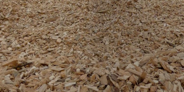 Nestlé promueve la limpieza de los bosques. Fuente: Nestlé.