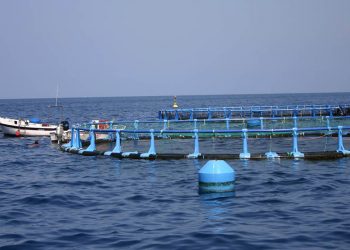 España sigue siendo el primer productor de acuicultura de la UE a pesar de bajar el volumen un 16,2%. Fuente: Ministerio de Agricultura.