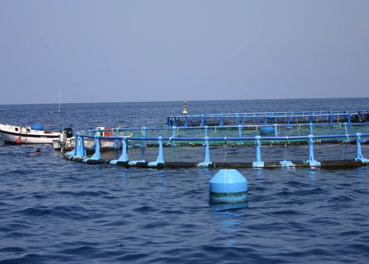 España sigue siendo el primer productor de acuicultura de la UE a pesar de bajar el volumen un 16,2%. Fuente: Ministerio de Agricultura.