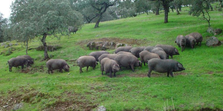 Cooperativas Agro-alimentarias reclama una revisión integral de la norma de calidad del ibérico. Fuente: Cooperativas Agro-Alimentarias.