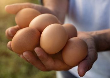 Dr. Schär ya utiliza huevos 100% de gallinas libres de jaulas en todos sus centros de producción. Fuente: Dr. Schär.