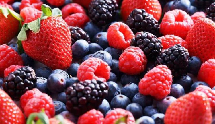 La superficie de berries aumenta ligeramente para la campaña de 2026. Fuente: Fepex.