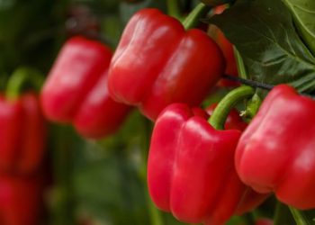 Comienza la campaña de exportación de pimiento a Estados Unidos. Fuente: Fepex.