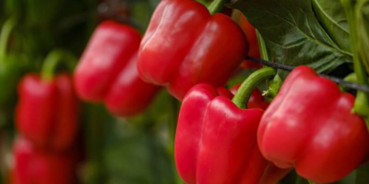 Comienza la campaña de exportación de pimiento a Estados Unidos. Fuente: Fepex.